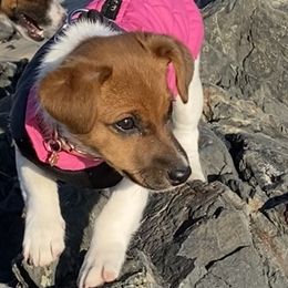 Russell Terrier Puppies from Frog Hollow Farm