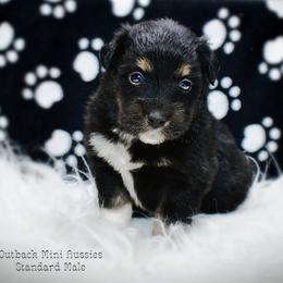 Sammy - Black tri-color male Australian Shepherd puppy in Ranger, Texas from Outback Mini Aussies