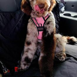Goldendoodle Puppies from 24 Karat Doodles