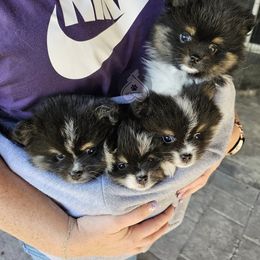 Pomeranian and Pomsky Puppies from CJ White's Pomeranians