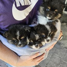 Pomeranian and Pomsky Puppies from CJ White's Pomeranians