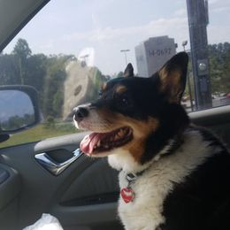 Pembroke Welsh Corgi All Grown Up from Rachael Singletary