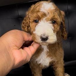 Peppermint Promise - Red  female Poodle puppy in Corona, California from Garden Of Poodles