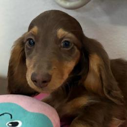 Hershey - Chocolate and cream male Dachshund puppy in Visalia, California from DachGraston Dachshunds