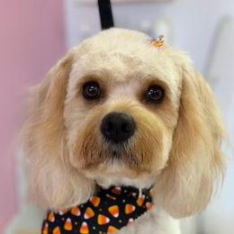 Cavapoo All Grown Up from Puppylove for Doodles