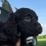 Boy 3 - Brown male Boykin Spaniel puppy in Barney, Georgia from Price & Co.