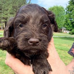 Saffron with training - Brown male Cockapoo puppy in Boonville, North Carolina from Doods & Dolls