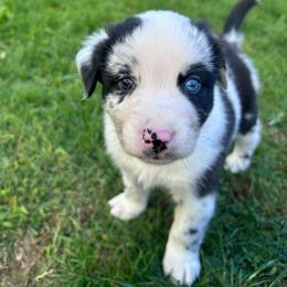Pixelerror - Blue merle male Australian Shepherd puppy in Marshfield, Vermont from Discovery Hill Australian Shepherds