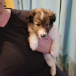Bear - Sable and white male Shetland Sheepdog puppy in Altha, Florida from Hill Top Shelties