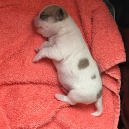 Tater - Fawn and white male Chihuahua puppy in Louisa, Virginia from Keljim's Chihuahuas