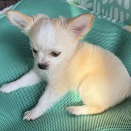 Gem AKC - Cream and white male Chihuahua puppy in Amity, Pennsylvania from Rhoda and Verna