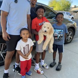 Goldendoodle Puppies from CocoLove Doodles