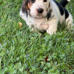 Purple Collar Female - Black brown and white female Basset Hound puppy in Manchester, Tennessee from Middle TN Leopard Catahoulas and Middle TN Bassett Hounds