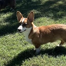 Cheyenne - Pembroke Welsh Corgi