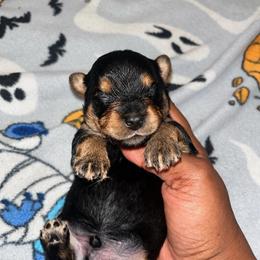Alfalfa 1500 - Black and tan male Yorkshire Terrier puppy in Gastonia, North Carolina from Banks Dynasty Kennel