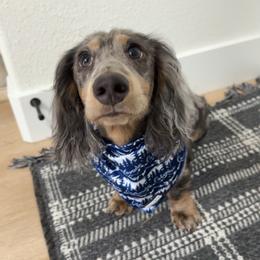 Gidgit - Dachshund