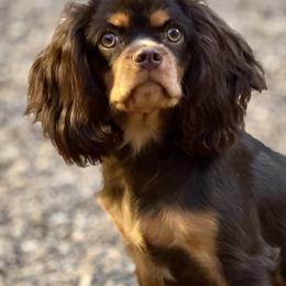 Benny - Cavalier King Charles Spaniel