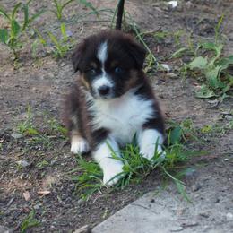 Olympia - Black tri-color female Australian Shepherd puppy in Cape Girardeau, Missouri from Promise Keeper Kennel