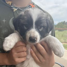 Tequila - Badger female Colorado Mountain Dog puppy in Cotopaxi, Colorado from Once Upon A Moose (OUM)