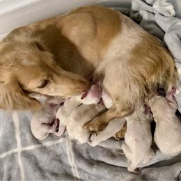 Girl 1 - Cream female Dachshund puppy in Poteau, Oklahoma from Sisters Dazzling Dachshunds