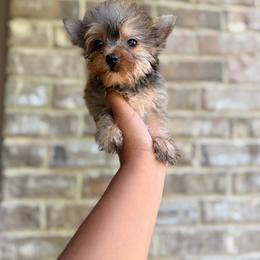 Girl 2 - Gold female Yorkshire Terrier puppy in Mobile, Alabama from Ace of Spades Yorkies