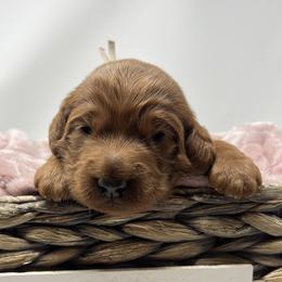White Female - Apricot female Goldendoodle puppy in Great Falls, Montana from Montana Goldendoodles