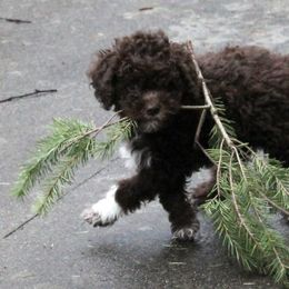 Lagotto Romagnolo Puppies from Montagna del Mare Lagotto Romagnolo