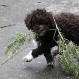 Lagotto Romagnolo Puppies from Montagna del Mare Lagotto Romagnolo