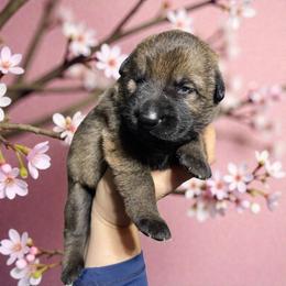 Joanie - Sable female German Shepherd puppy in Oakland, Oregon from VHM German Shepherds