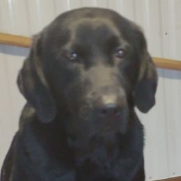 Labrador Retrievers from From the Oak Field