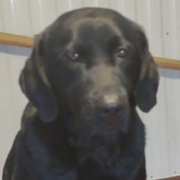 Labrador Retrievers from From the Oak Field