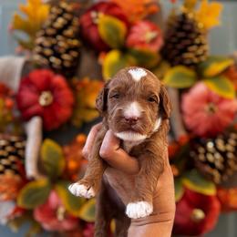 Boy 3 - Red  male Goldendoodle puppy in Elk Grove, California from Doodles by Faith