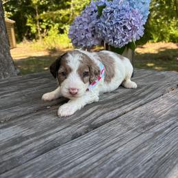 Waffle - Parti male Goldendoodle puppy in Camden, North Carolina from Oopsie Doodles of NC