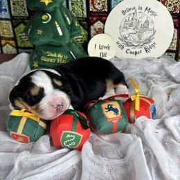 Hedwig - Black tri-color male Australian Shepherd puppy in Fredericksburg, Virginia from Cooper Ridge Aussies