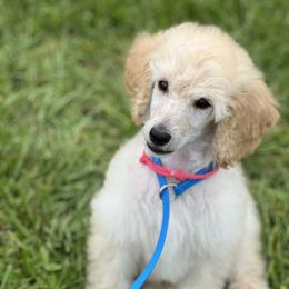 Poodle Puppies from RomLein Poodle