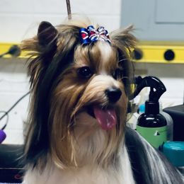 Bruno - Biewer Terrier