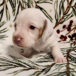 Silkywirehaired snow AKC - Cream male Dachshund puppy in Torrance, California from Lucky Dachshunds