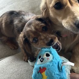 Dachshund Puppies from Steamboat Sausage Squad