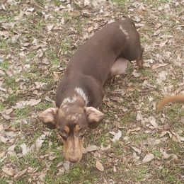 Peanut - Dachshund