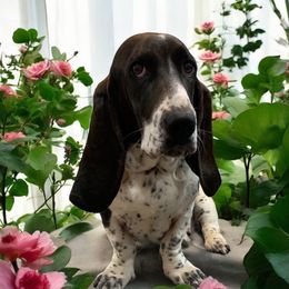 Wednesday - Basset Hound