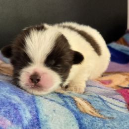 Boy 2 - Liver and white male Shih Tzu puppy in White Pigeon, Michigan from Kathys Yorkie and Shih-tzu Cuties