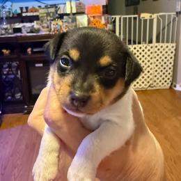 Ruby male 3 - White black and tan male Toy Fox Terrier puppy in Clermont, Florida from Debbie Hiles's Toy Fox Terriers