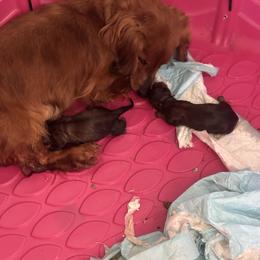 Girl - Cream female Dachshund puppy in Cottonwood, Arizona from JuniperWood Dachshunds