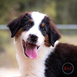 Sid - Black tri male Miniature Australian Shepherd puppy in Buna, Texas from R & C Kennels