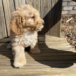 Aussiedoodle and Goldendoodle Puppies from All Things Doodles