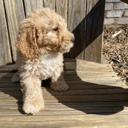 Aussiedoodle and Goldendoodle Puppies from All Things Doodles