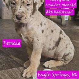 Champagne - Merle female Great Dane puppy in Biscoe, North Carolina from Clouser's Bodacious Danes & Miniature Schnauzers