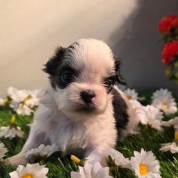 Simon - Chocolate male Shih Tzu puppy in Brighton, Missouri from Morningstar's Shih Tzu