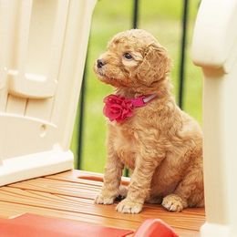 Goldendoodle All Grown Up from We R Mini Doodles
