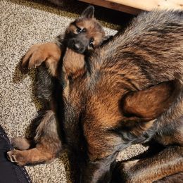 German Shepherd Puppies from Holtgrew